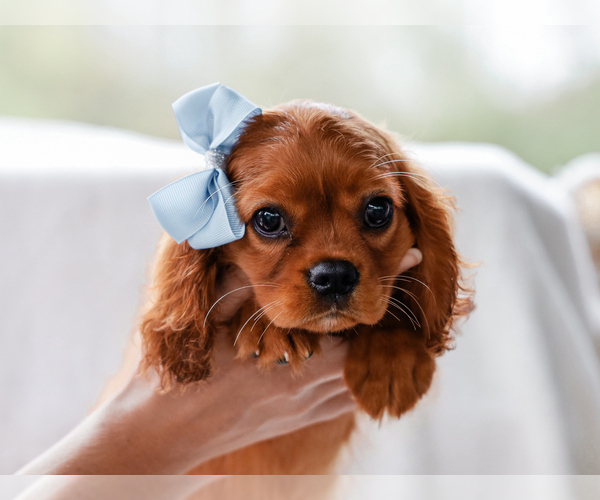 Medium Photo #1 Cavalier King Charles Spaniel Puppy For Sale in LIBERTY, KY, USA