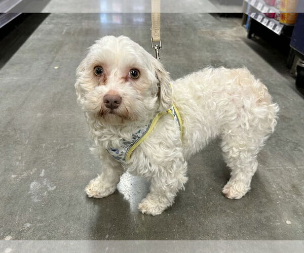 Medium Photo #4 Havanese Puppy For Sale in Lee's Summit, MO, USA
