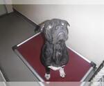 Small #1 Boxer-Mastiff Mix