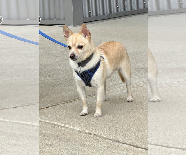 Medium Photo #3 Chihuahua-Unknown Mix Puppy For Sale in Munford, TN, USA