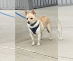 Small Photo #3 Chihuahua-Unknown Mix Puppy For Sale in Munford, TN, USA