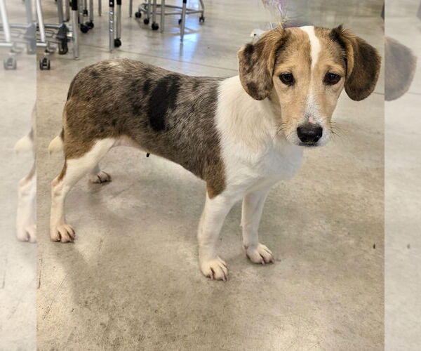 Medium Photo #2 Beagle-Unknown Mix Puppy For Sale in Batavia, OH, USA