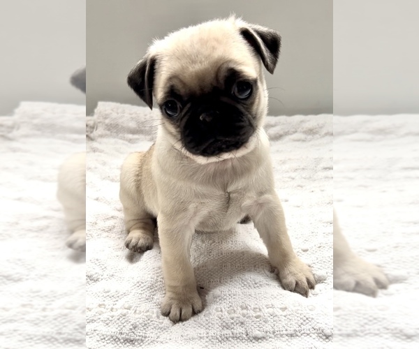 View Ad Pug Puppy for Sale near Michigan, EDWARDSBURG, USA. ADN521654