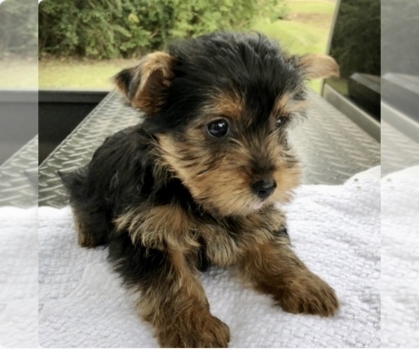 Medium Photo #2 Yorkshire Terrier Puppy For Sale in HENDERSON, NV, USA