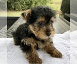 Small Photo #2 Yorkshire Terrier Puppy For Sale in HENDERSON, NV, USA