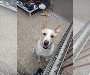 Akita-Unknown Mix Dogs for adoption in Martinsburg, WV, USA