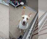 Small Akita Mix