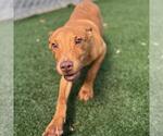 Small #1 American Pit Bull Terrier Mix