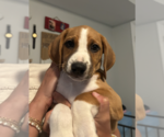 Small Photo #5 Labbe Puppy For Sale in Rockville, MD, USA