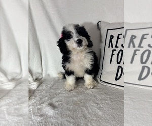 Bernedoodle Puppy for sale in GREENFIELD, IN, USA
