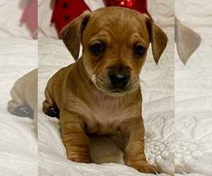 Chiweenie Puppy for sale in SPARKS, NV, USA