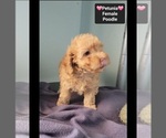Small #1 Poodle (Toy)