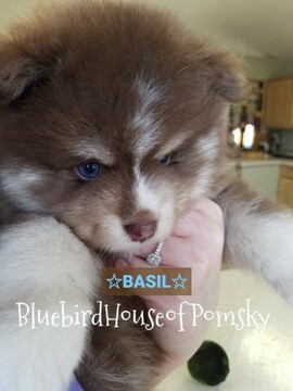 Medium Photo #24 Pomsky Puppy For Sale in ANDOVER, MN, USA