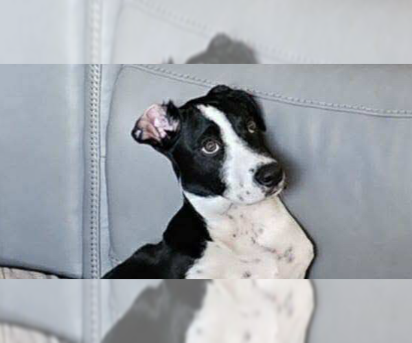 Medium Photo #1 Border Collie-Unknown Mix Puppy For Sale in Tampa, FL, USA