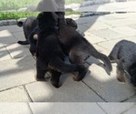 Small #1 German Shepherd Dog