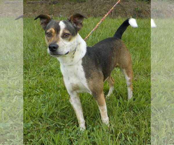 Medium Photo #3 Mutt Puppy For Sale in Wetumpka, AL, USA