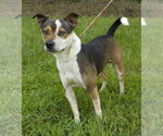 Small #2 Mutt