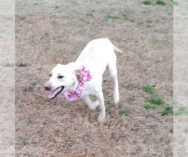 Medium Photo #4 Labrador Retriever-Unknown Mix Puppy For Sale in Murrells Inlet, SC, USA