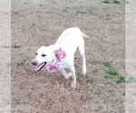 Small #3 Labrador Retriever Mix