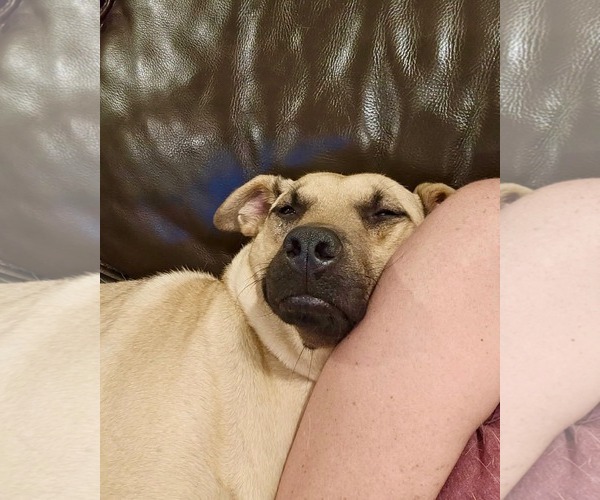 Medium Photo #10 Black Mouth Cur-Unknown Mix Puppy For Sale in Rockaway, NJ, USA