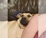 Small #9 Black Mouth Cur Mix