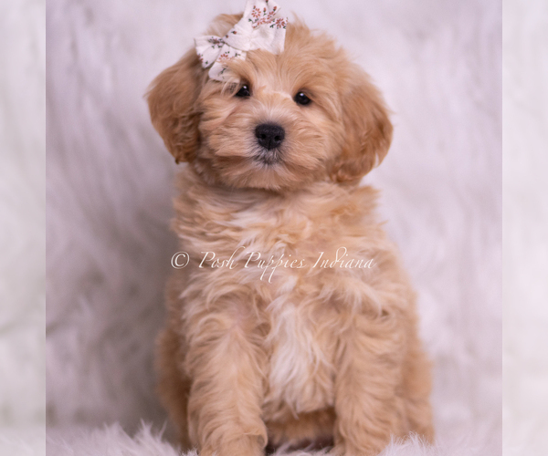 Medium Photo #66 Maltipoo (Miniature) Puppy For Sale in WARSAW, IN, USA