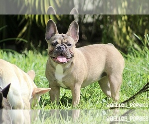 Mother of the French Bulldog puppies born on 03/23/2024