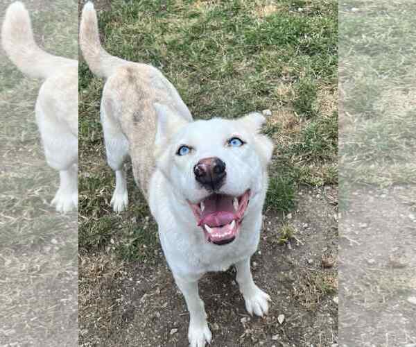 Medium Photo #2 Catahoula Leopard Dog-Siberian Husky Mix Puppy For Sale in Crandall, GA, USA