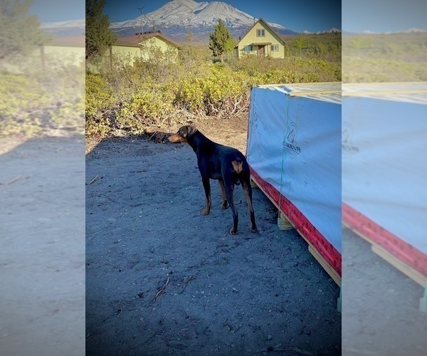 Medium Photo #1 Doberman Pinscher Puppy For Sale in HAMMOND RANCH, CA, USA