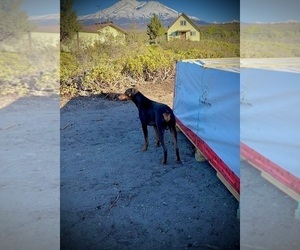 Father of the Doberman Pinscher puppies born on 04/22/2026