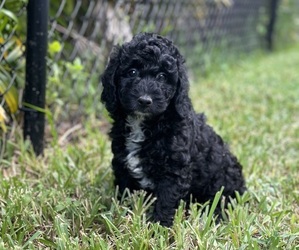 Poodle (Standard) Puppy for sale in BOYNTON BEACH, FL, USA