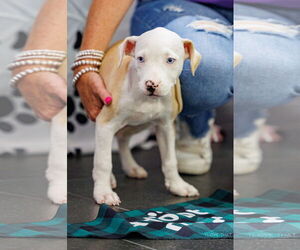American Pit Bull Terrier-Labrador Retriever Mix Dogs for adoption in The Woodlands, TX, USA