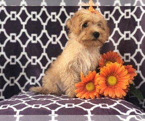 Shih Tzu-YorkiePoo Mix Puppy for sale in LAKELAND, FL, USA