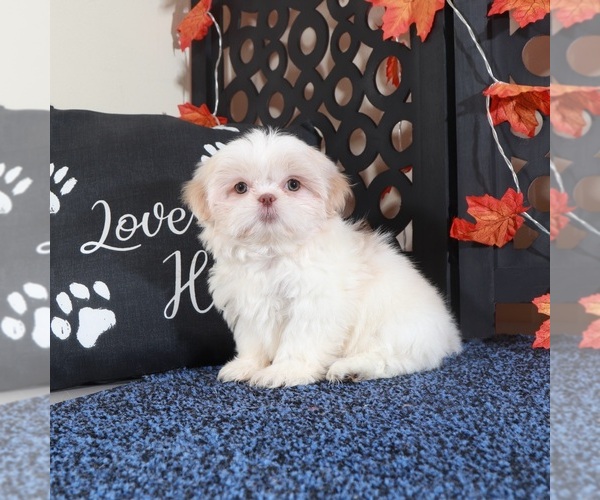 Medium Photo #5 Shih Tzu Puppy For Sale in MOUNT VERNON, OH, USA