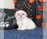 Small #4 Shih Tzu