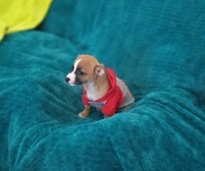 Chihuahua Puppy for sale in CHERRY VALLEY, IL, USA