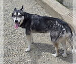 Small #2 Siberian Husky Mix