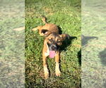 Small #4 Black Mouth Cur-German Shepherd Dog Mix