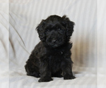 Small #2 Poodle (Miniature)-Whoodle Mix