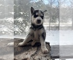 Small Photo #12 Siberian Husky Puppy For Sale in DANBY, VT, USA