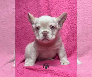French Bulldog Puppy for sale in SACRAMENTO, CA, USA