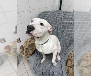 American Pit Bull Terrier Dogs for adoption in Canfield, OH, USA
