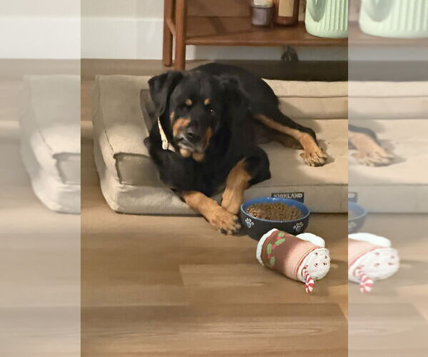 Medium Photo #2 Rottweiler Puppy For Sale in Gilbert, AZ, USA