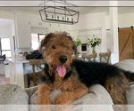 Small #1 Airedale Terrier