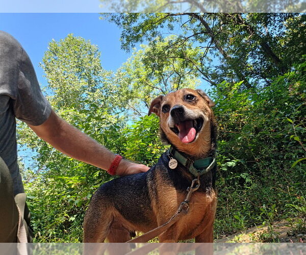 Medium Photo #9 Mutt Puppy For Sale in Candler, NC, USA