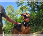 Small Photo #9 Mutt Puppy For Sale in Candler, NC, USA