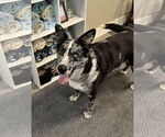 Small #1 Mutt