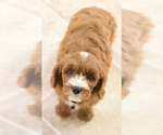 Small Photo #3 Cavapoo Puppy For Sale in BAY VIEW, WI, USA