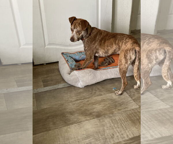 Medium Photo #3 Pointer-Unknown Mix Puppy For Sale in San Diego, CA, USA