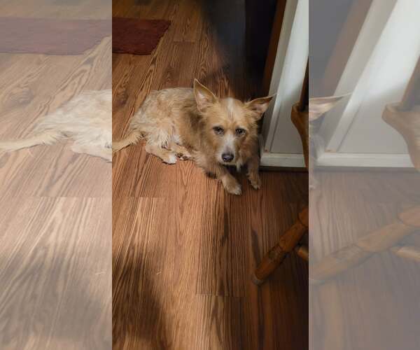 Medium Photo #2 Mutt Puppy For Sale in Greenville, SC, USA